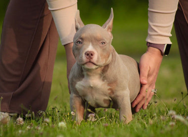 Gorgeous Lilac, Chocolate, Blue & Black Tri Color Pocket Bully Puppies Available Now (2026)