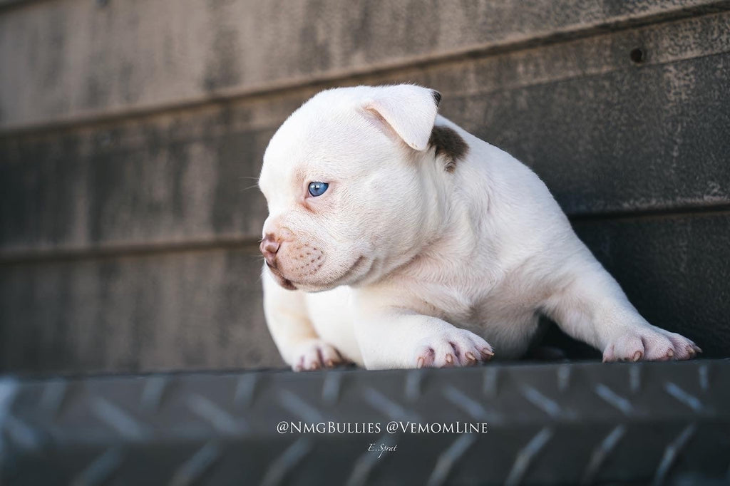 American Bully Breeding 101 Part II: Purchasing Foundation Stock-Venomline | Texas Size Bullies | Top Pocket Bully Kennel