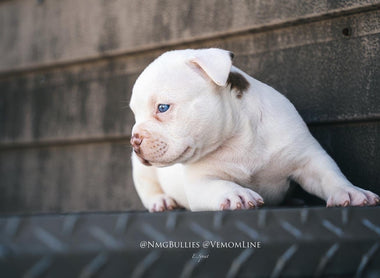 American Bully Breeding 101 Part II: Purchasing Foundation Stock