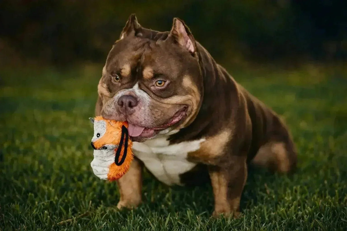 Venomline American Bullies showing puppy, adolescent and adult behavior development stages