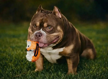American Bully Behavior by Age: Puppy to Adult Guide