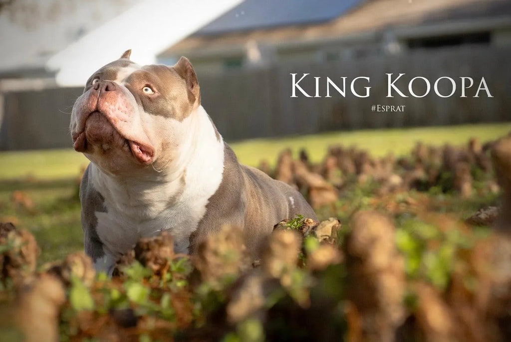 American Bully Feeding Calculator 2025: Daily Calorie Needs-Venomline | Texas Size Bullies | Top Pocket Bully Kennel