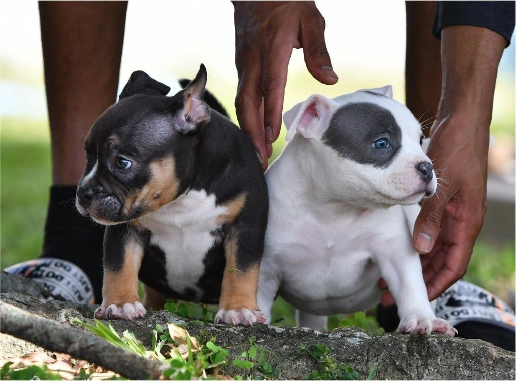 LATEST NEWS, AVAILABLE PUPPIES & UPCOMING BREEDINGS- TOP POCKET BULLY KENNEL VENOMLINE-Venomline | Texas Size Bullies | Top Pocket Bully Kennel