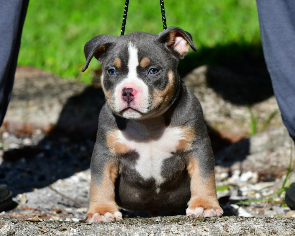 Pocket Bully Puppies for Sale Near You (2025): State-by-State Buyer’s Hub-Venomline | Texas Size Bullies | Top Pocket Bully Kennel