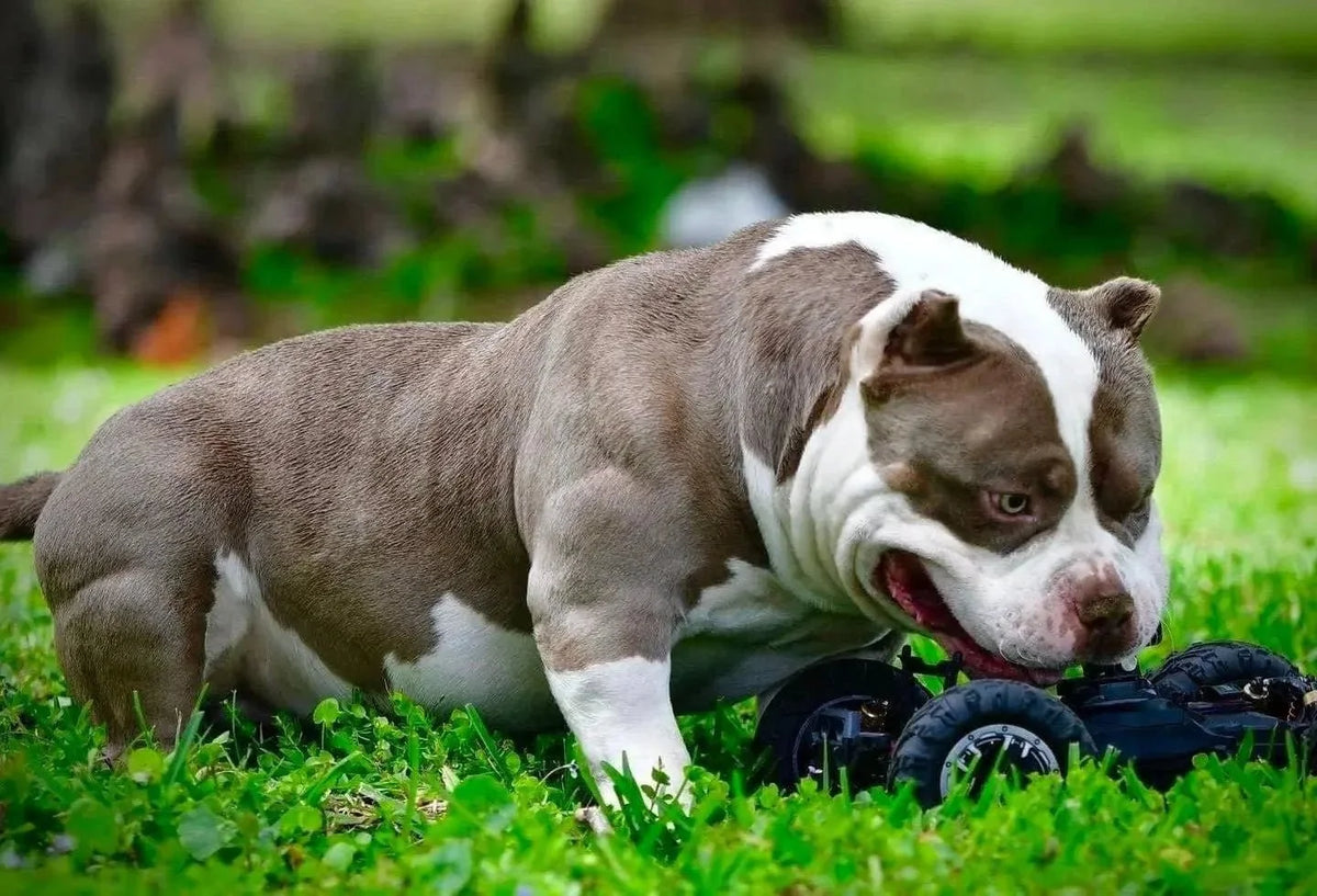 American Bully puppy-to-adult transformation showing changes in structure, head, chest, bone and overall maturity