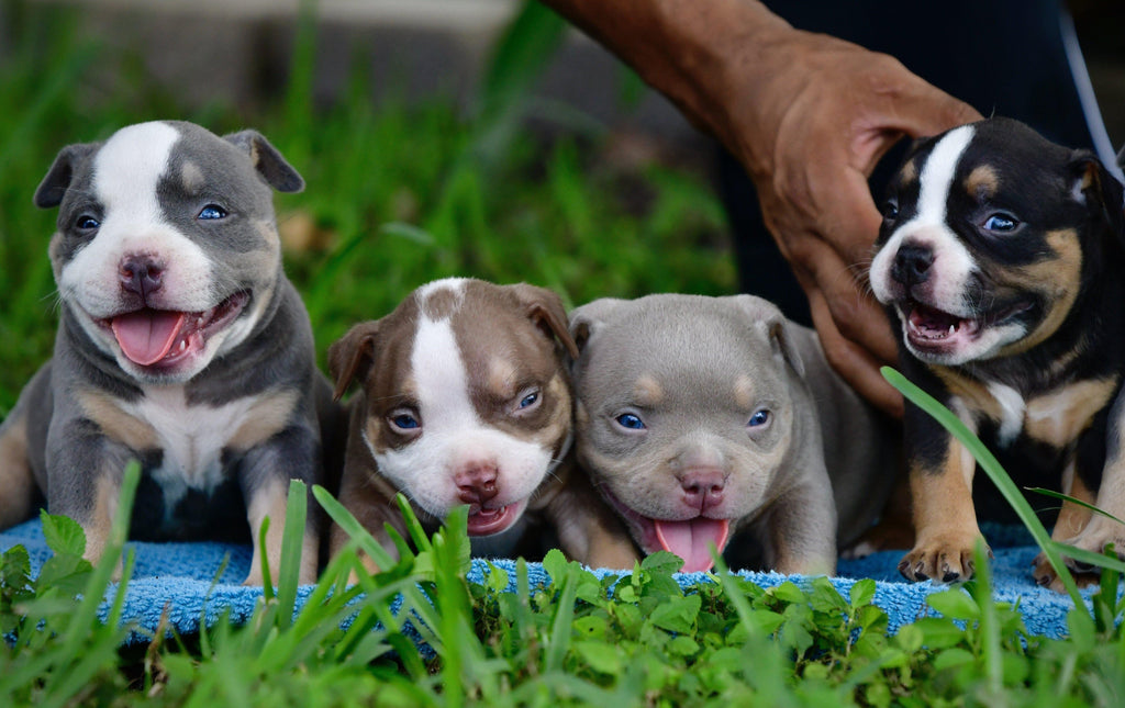 AMERICAN BULLY COLOR CHART - AMAZING TRI COLOR POCKET BULLIES - VENOMLINE-Venomline | Texas Size Bullies | Top Pocket Bully Kennel