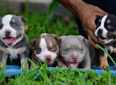 AMERICAN BULLY COLOR CHART - AMAZING TRI COLOR POCKET BULLIES - VENOMLINE