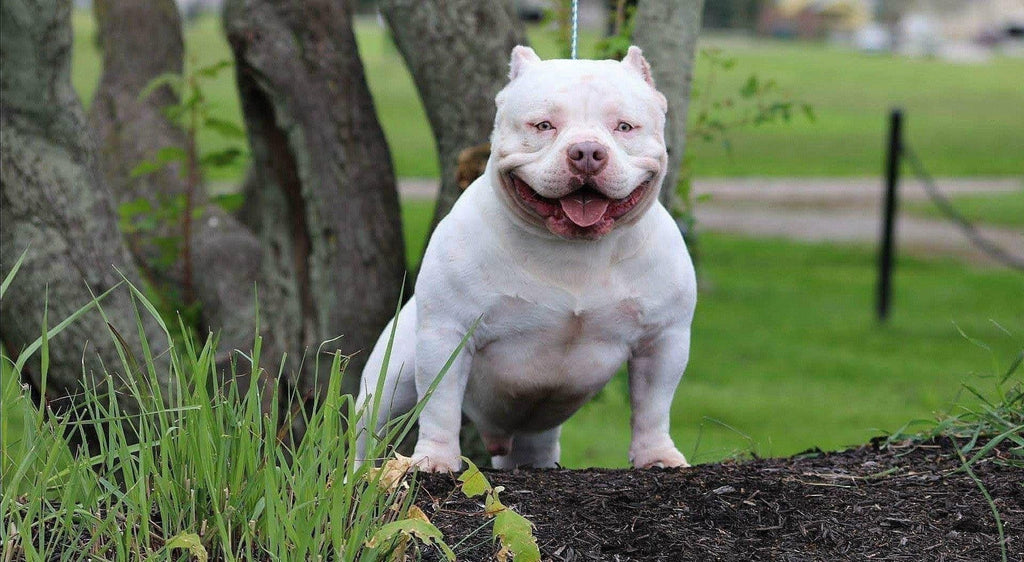 TOP PRODUCING LOUIS V LINE STUD | BULLY KING MAGAZINE MASCOT OMEGA-Venomline | Texas Size Bullies | Top Pocket Bully Kennel