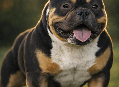 American Bully Stud Service Guide: Contracts, Shipping & Timing (2026)