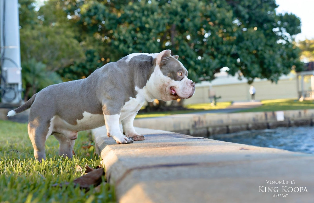 King Koopa, Venomline’s compact Pocket Bully stud, displaying extreme bone, a massive head, broad chest and proven production