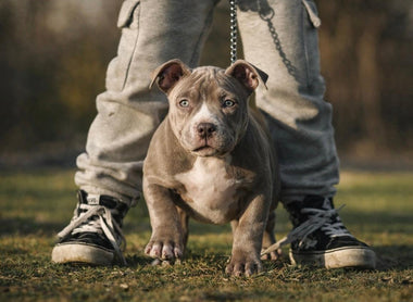 Free American Bully Contract Templates: Puppy & Stud (2026)