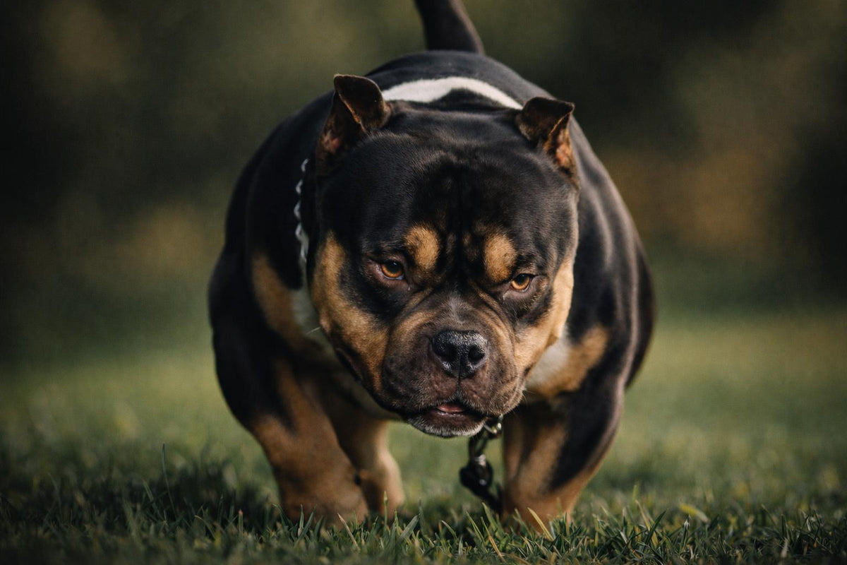 Black Mamba, Venomline Pocket Bully, featured in the Best Pocket Bully Breeders USA comparison guide