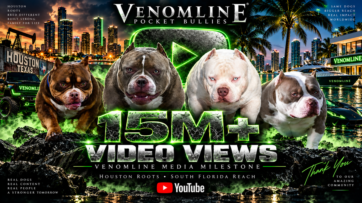 Venomline Pocket Bullies 15 million video views milestone featuring Louis V Line’s Venom, King V and King Koopa