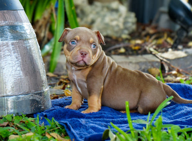 First 90 Days With a Pocket Bully Puppy: Complete Owner Guide