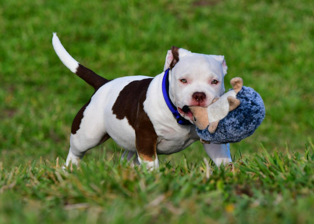 Twelve-breed lifestyle guide helping owners choose the best bully breed based on temperament, energy, training needs and household fit.