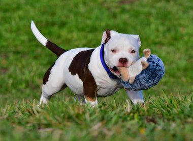 Which Bully Breed Is Best for Me? 12-Breed Lifestyle Guide