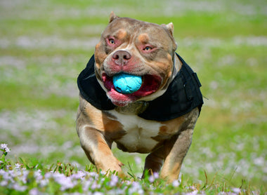 The Pocket Bully Breeder’s Blueprint (2026): Build It Right