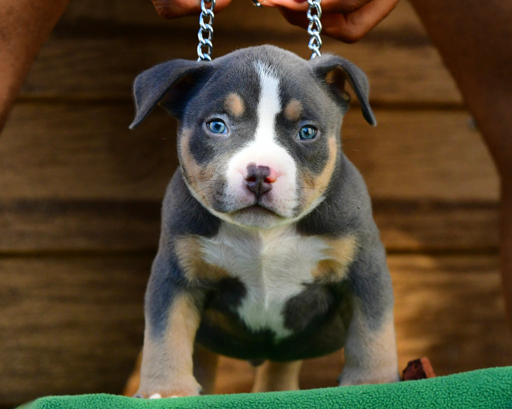 Pocket Bully Puppies for Sale Near You (2025): Trusted Breeders, Prices & State-by-State Availability