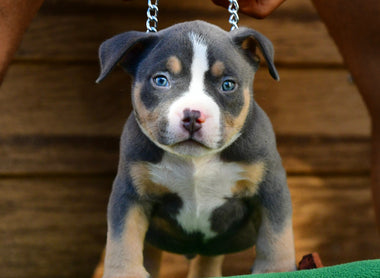 Pocket Bully Puppies for Sale Near You (2025): Trusted Breeders, Prices & State-by-State Availability