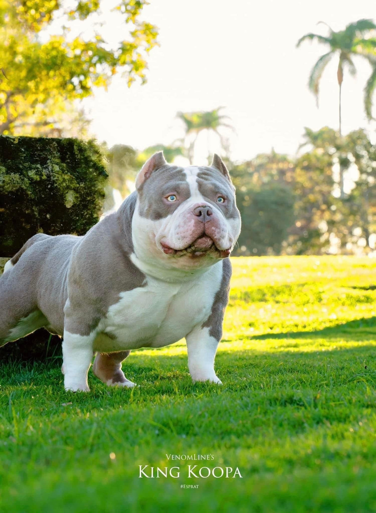 American Bully semen analysis showing sperm motility, morphology, concentration and male fertility evaluation at a canine reproduction clinic.