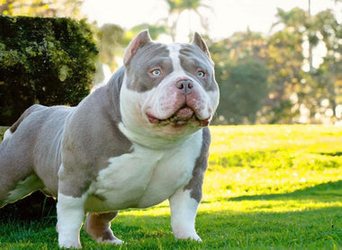 American Bully Semen Analysis and Male Fertility Guide