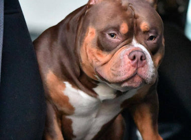 American Bully Size Comparison: Micro, Pocket, Standard, Classic & XL