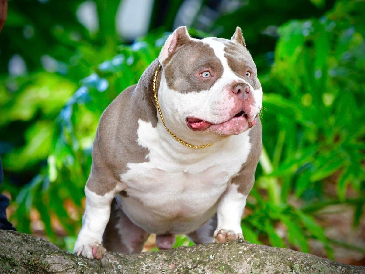 King Koopa, a compact Venomline Pocket Bully stud with heavy bone, a broad chest and muscular structure