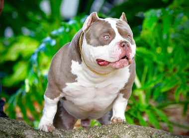 How to Evaluate a Proven Pocket Bully Stud: Production Evidence Framework