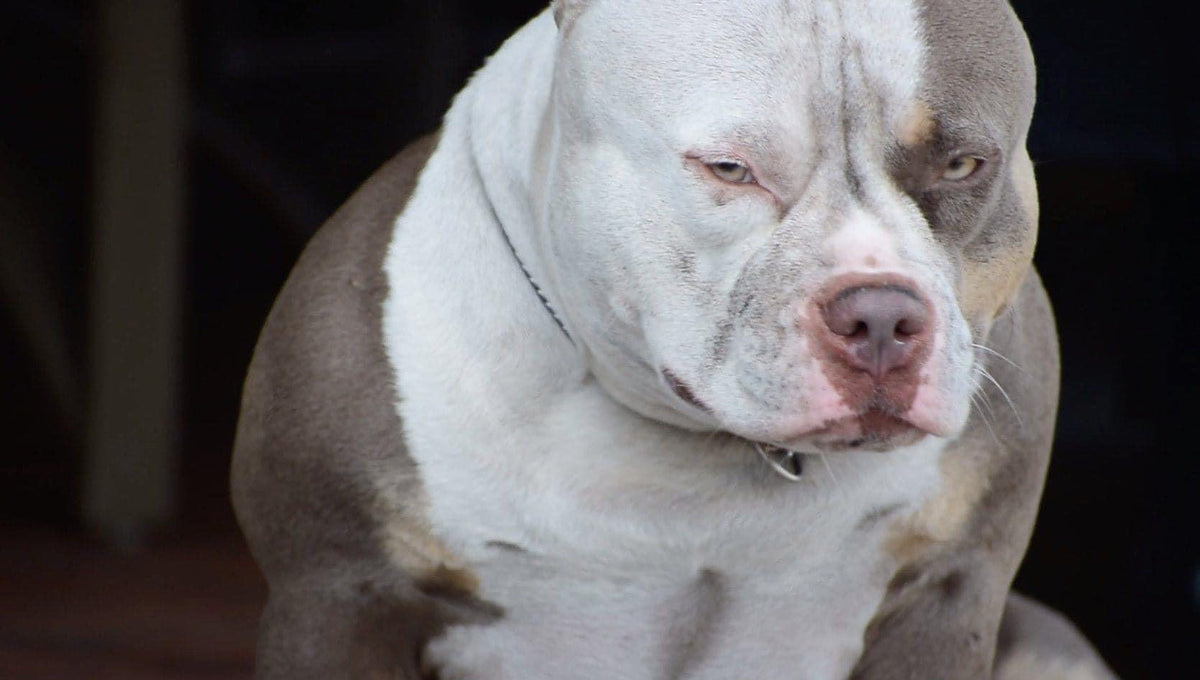 Female Pocket American Bully during her reproductive heat cycle