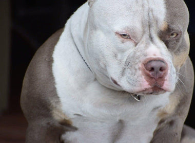 American Bully Heat Cycle: Stages, Signs, Fertile Days & Breeding Timing