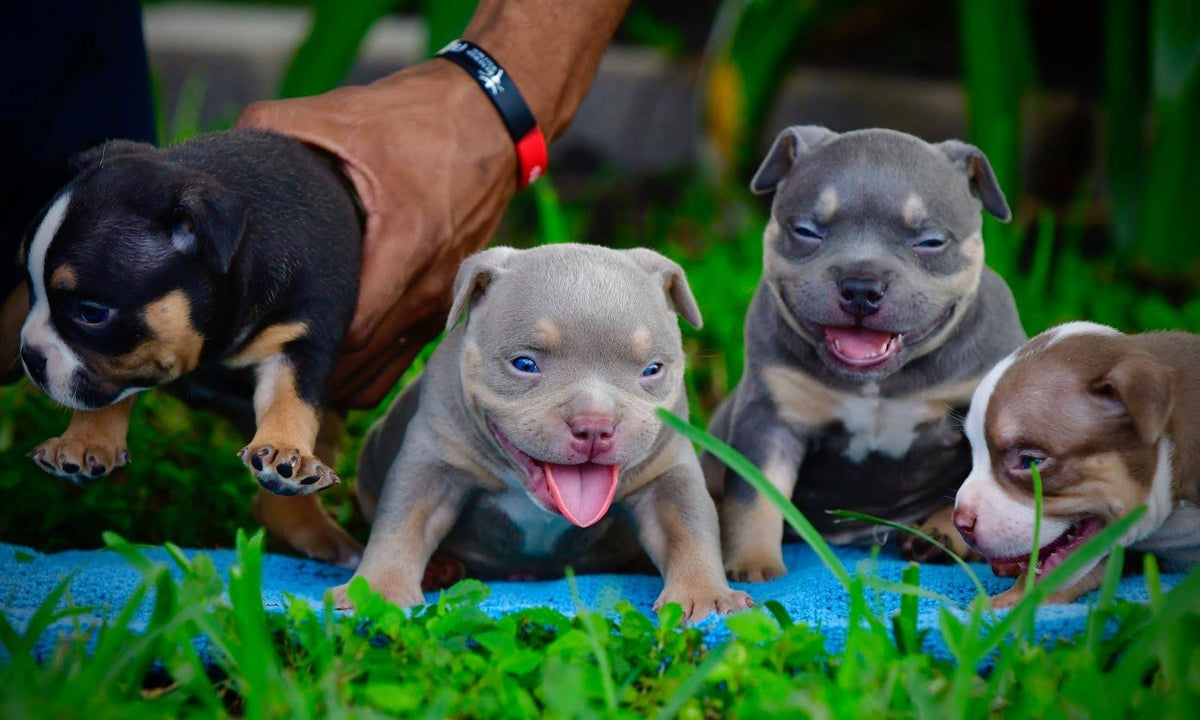 American Bully puppies representing Pocket, Micro, Standard and XL price ranges in the 2026 puppy cost guide
