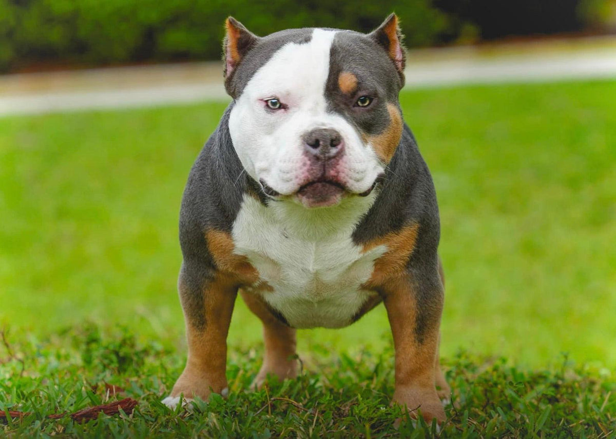 AMERICAN BULLY FEEDING CALCULATOR  Calories • Cups Per Day • Feeding Chart  Puppies & Adults | Updated 2026