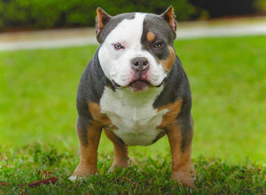 American Bully Feeding Calculator: Calories, Cups Per Day & Feeding Chart
