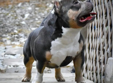 American Bully Lifespan: How Long Do American Bullies Live?