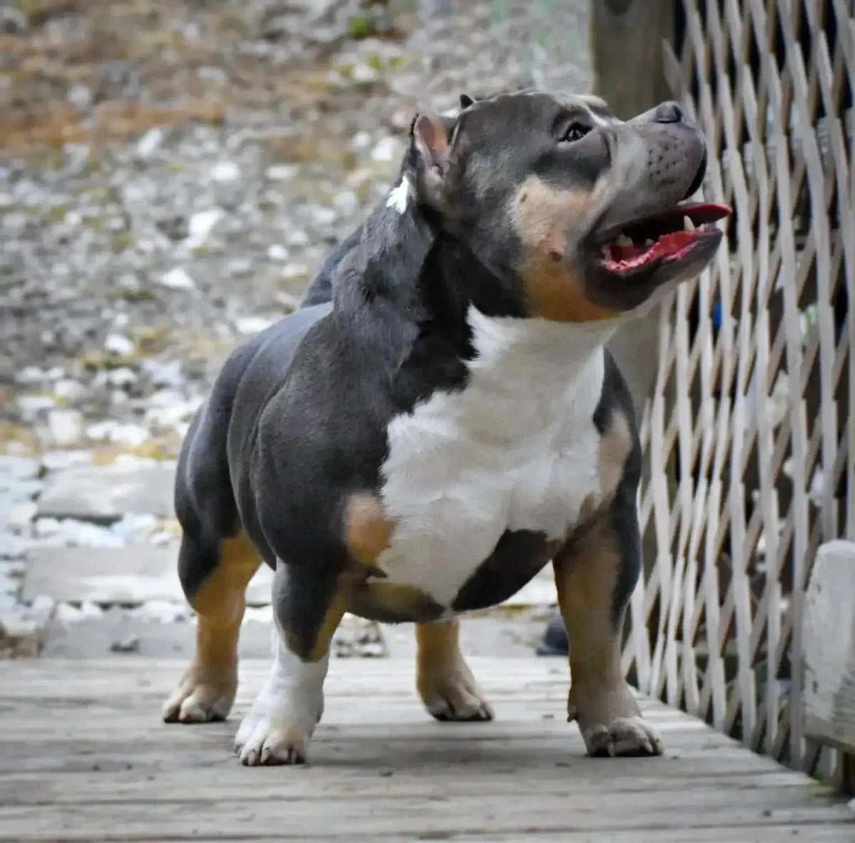 Homicide — American Bully featured in Venomline’s American Bully lifespan and longevity guide