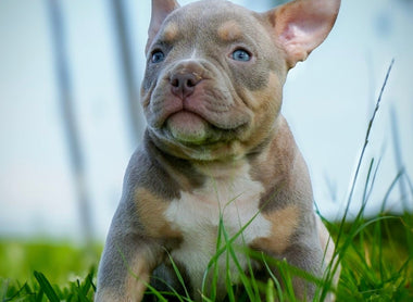 Pocket Bully Puppies for Sale 2025 | Venomline American Bully Breedings