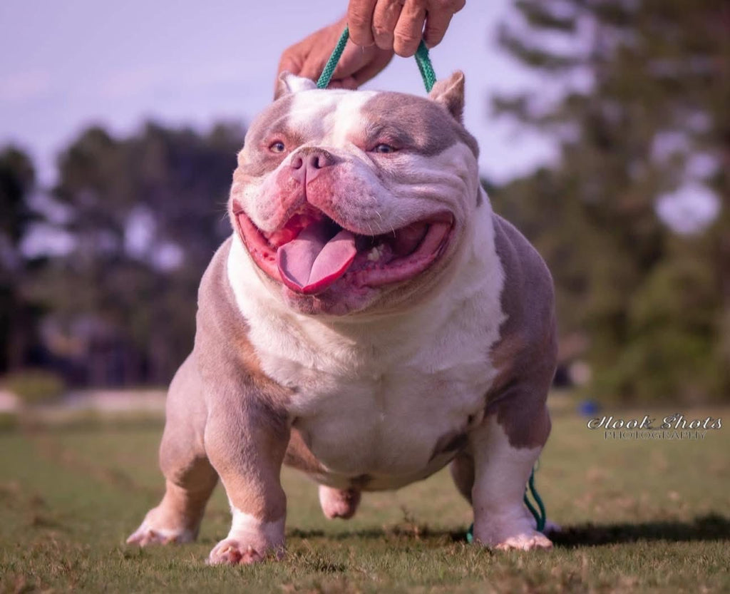 Venomline Pocket Bullies: The #1 American Bully Bloodline of 2025