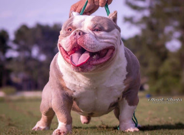 Venomline Pocket Bullies: The #1 American Bully Bloodline of 2025