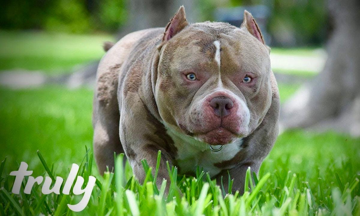 Venomline Bloodline Legacy: #1 Pocket Bully Bloodline