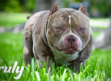 Venomline Bloodline Legacy: #1 Pocket Bully Bloodline