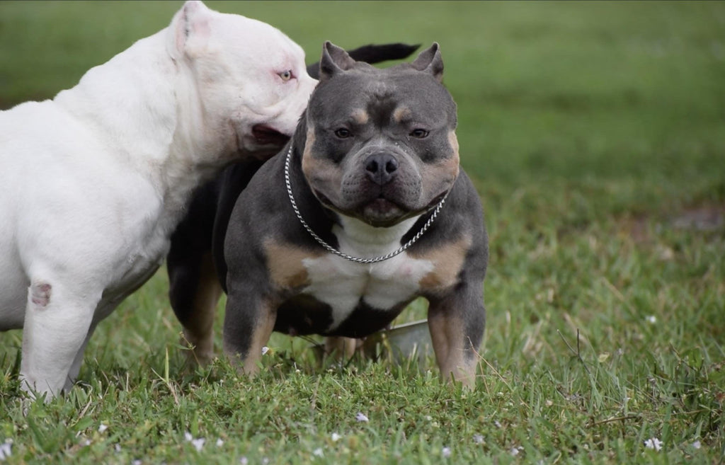 UNDERSTANDING PROGESTERONE TEST RESULTS & DETERMINING OPTIMAL BREEDING DAYS-Venomline | Texas Size Bullies | Top Pocket Bully Kennel