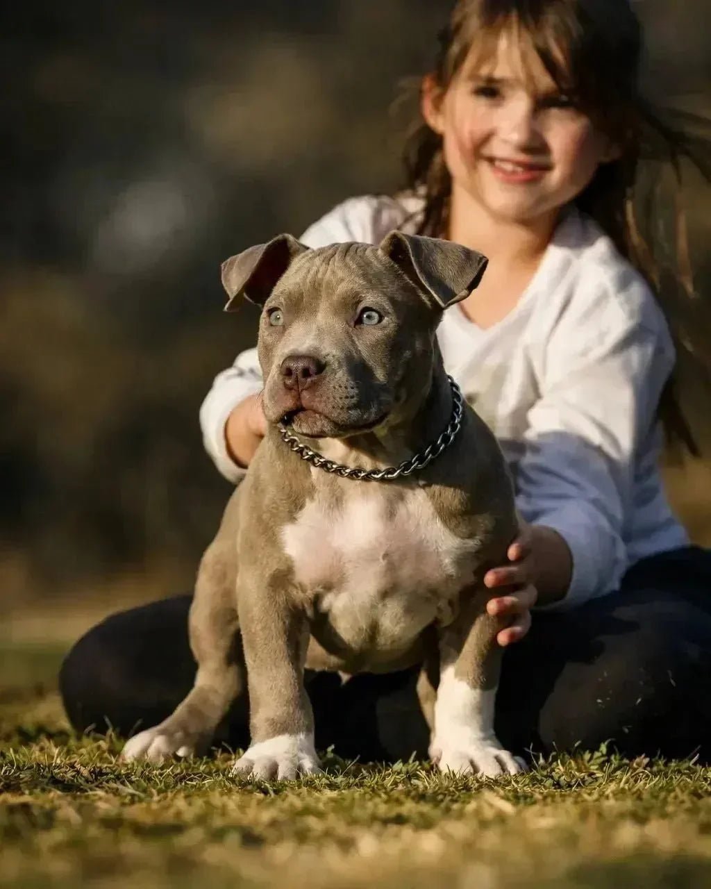 Lilac Pocket Bully puppy settling into a new home during the first 90 days