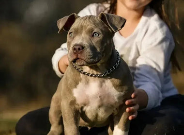 New Pocket Bully Puppy: First 90 Days at Home