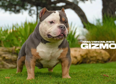 American Bully Diet & Nutrition Guide 2026 (Venomline Blueprint)