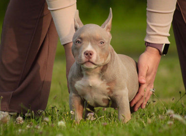 Gorgeous Lilac, Chocolate, Blue & Black Tri Color Pocket Bully Puppies Available Now (2026)