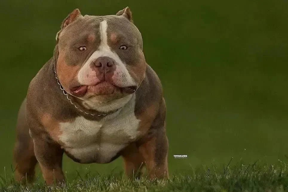 Tri color American Bully displaying tan-point markings above the eyes, cheeks, chest and legs
