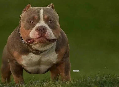 Tri Color Pit Bull & American Bully Genetics: History, DNA and Tan Points