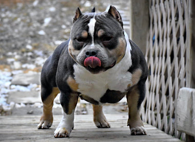 ABKC Champion Homicide: Top Producing American Bully Stud (2025)
