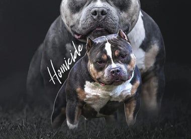 ABKC Champion Homicide: Pedigree, Productions & Champion Offspring
