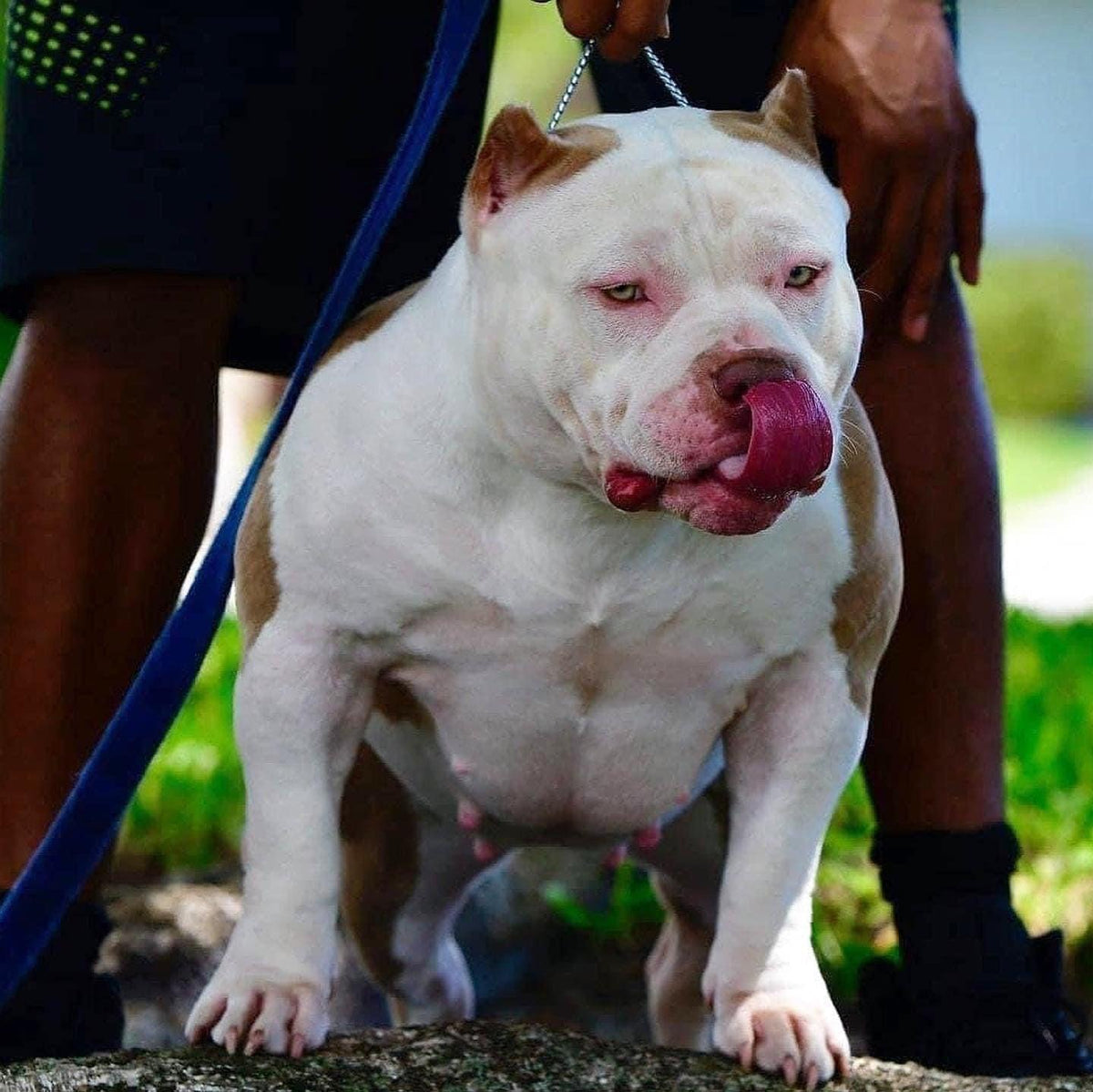 Pregnant American Bully female showing early-stage body development during the 63-day canine pregnancy timeline